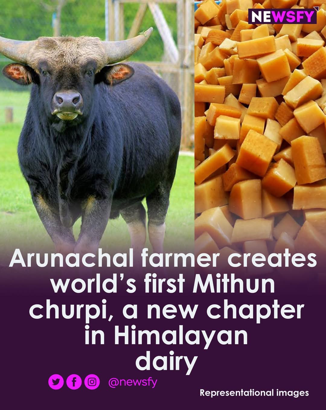 First ever mithun churpi produced