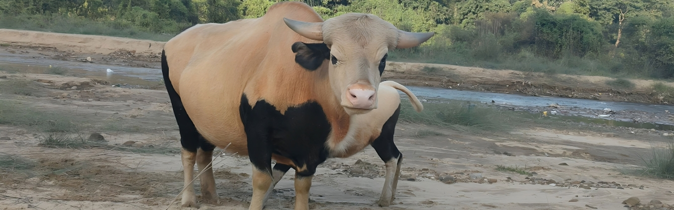 Mithun cattle