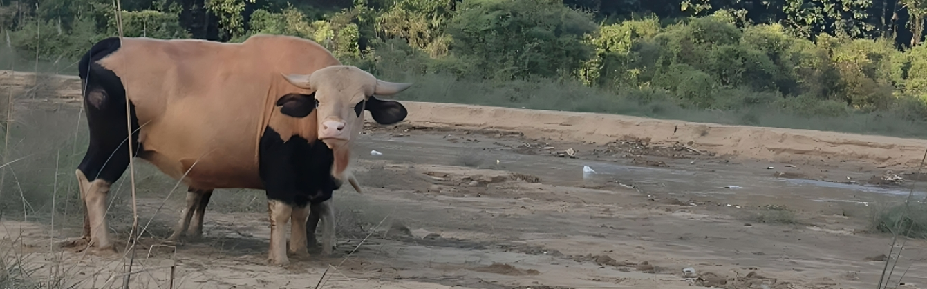 Mithun cattle