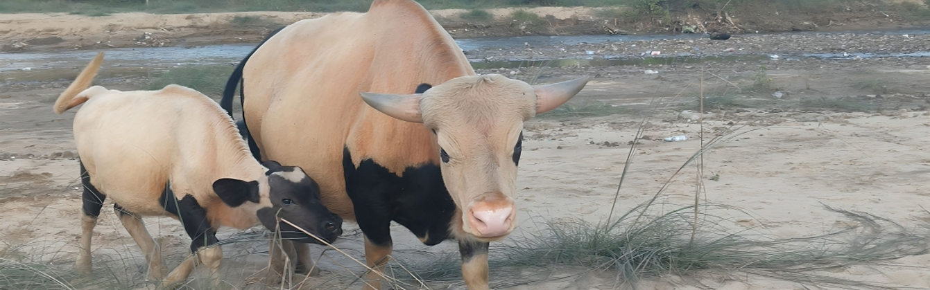 Mithun cattle